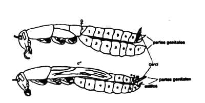 Vista lateral de hembra y macho de Blatella germanica