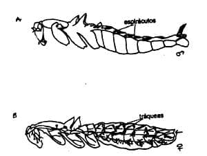 Distribución de los espiráculos en el cuerpo de machode Blatella germanica