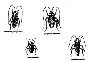 Especies de cucarachas intradomiciliarias más comunes