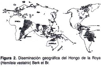 Diseminación geográfica del hongo de la Roya
