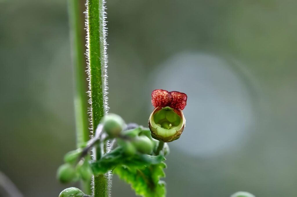 Semilla, Similibus Curantur