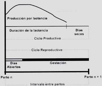 Eventos productivos y reproductivos en vacas en el ciclo interpartos