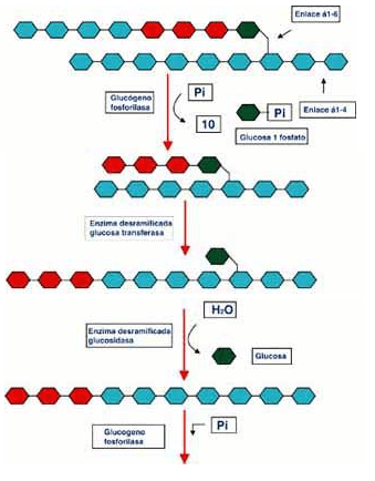 Glucógeno fosforilasa y la enzima desramificante