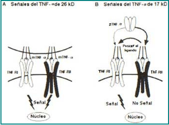Paso del ligando del TNF-a. (A) El TNF-a de membrana se asocia al TNF-RII