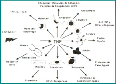  Principales efectos biológicos del TNFα