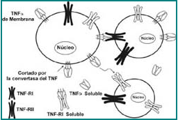 Procesamiento y señalización intracelular del TNF-α. El TNF-a humano es sintetizado como una proteína de 233 aminoácidos