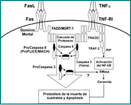 Cascada de señales intracelulares para el receptor tipo I del TNF-α. 