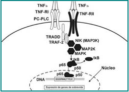 Cascada de señales intracelulares para el receptor tipo II del TNF