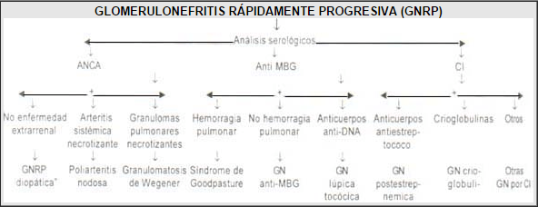  Algoritmo del análisis serológico de las glomerulonefritis rápidamente progresivas. ANCA:
