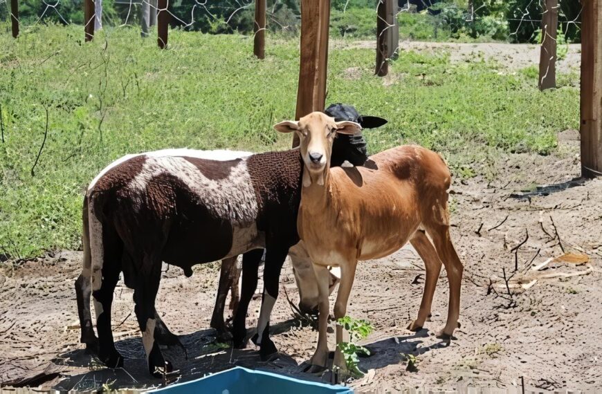 Droguerías Veterinarias en Ibagué