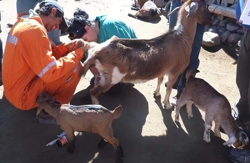 Droguerías Veterinarias en Montería