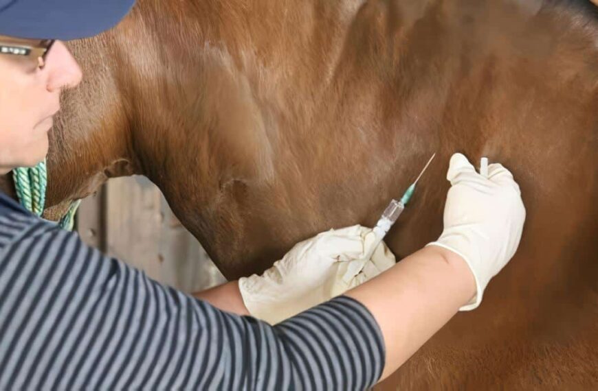 Droguerías Veterinarias en Pereira