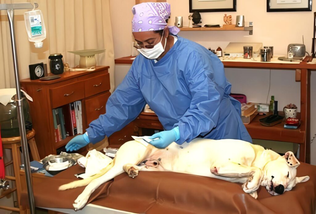 Droguerías Veterinarias en Santa Marta