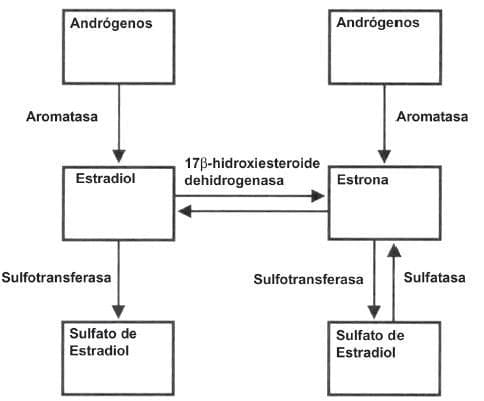 Androgenos