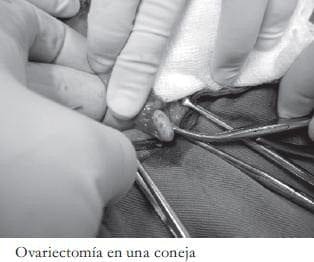 Ovariectomía en una coneja