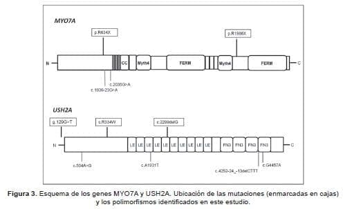 Esquema genes y ubicacion mutaciones