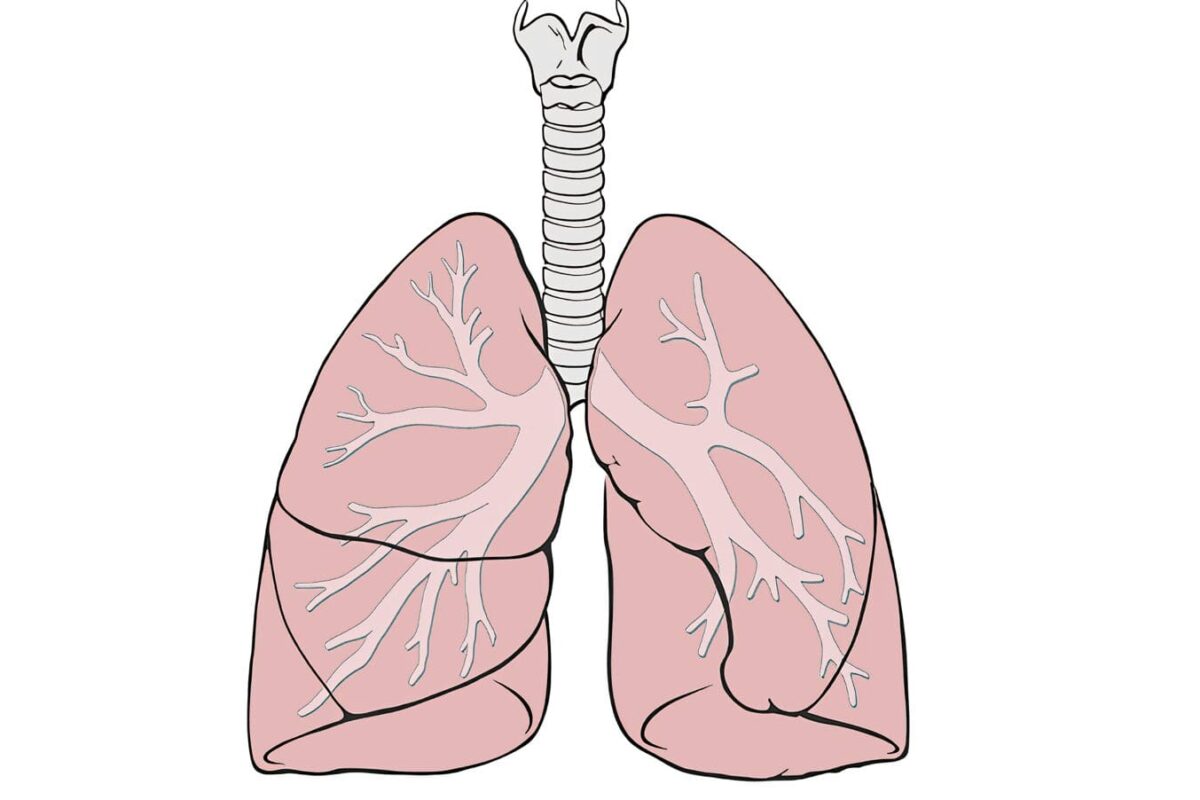 Pulmones