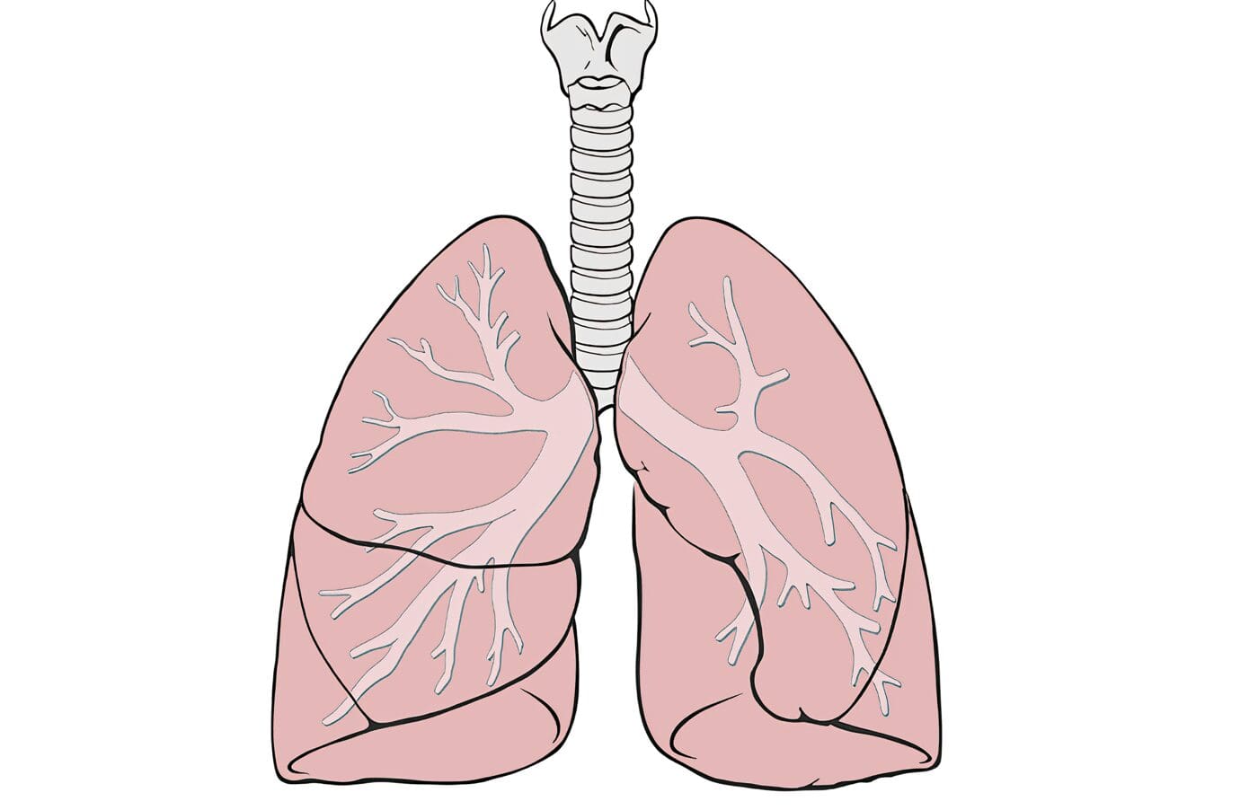 Pulmones