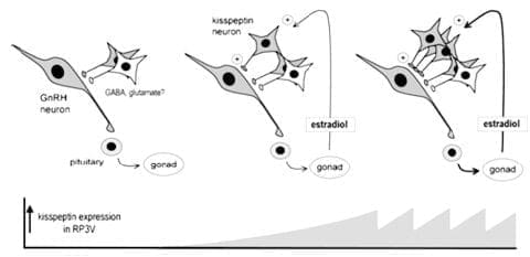 Eje Hipotálamohipófisis-Gónadas, GnRHneuron