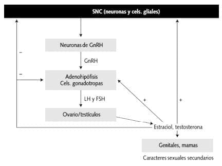 SNC (Neuronas y Cels. Gliales)