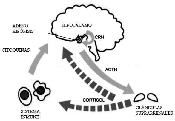 Sistemas nervioso e inmunológico, CRH-Hormona del Estrés