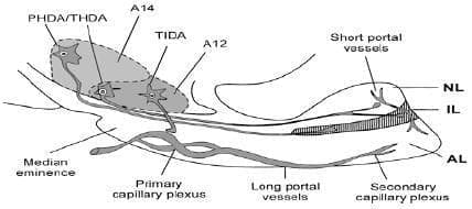 Diagrama de los sistemas dopaminérgicos hipotalámicos que regulan PRL