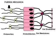 Sincitio formado por osteocitos, osteoblastos