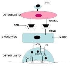 Interacciones entre osteoblasto y osteoclasto