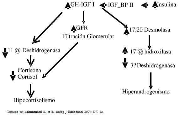 filtración glomerular de hiperandrogenismo