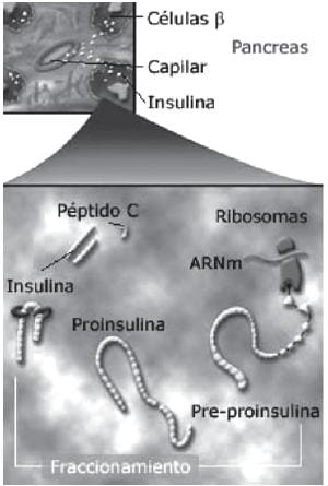  Secreción fisiológica de insulina