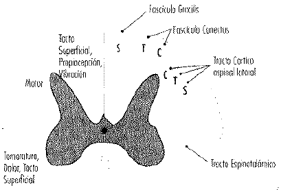 Sección transversal de medula espinal