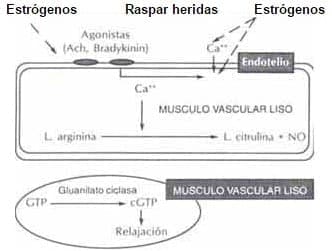 Mecanismo de acción de los estrógenos sobre la pared vascular.