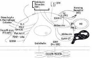 Funciones endoteliales relacionadas con la inflamación e inmunidad