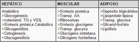 Efectos de la insulina en los órganos blanco.