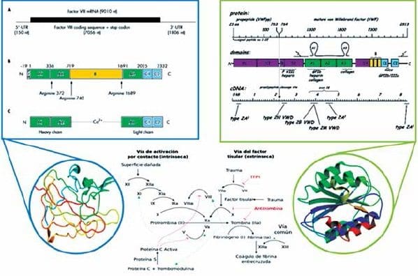 Estructura del FACTOR VIII y el FvW y su acción en la cascada de coagulación, Anexo 1