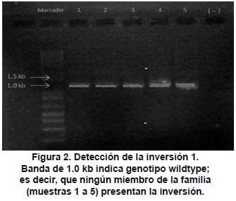 Genética Molecular, Detección de la inversión 1