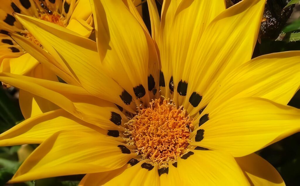 Flora Terrestre