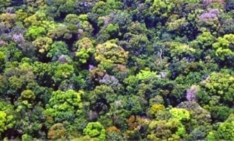 Ley Forestal Disposiciones Generales