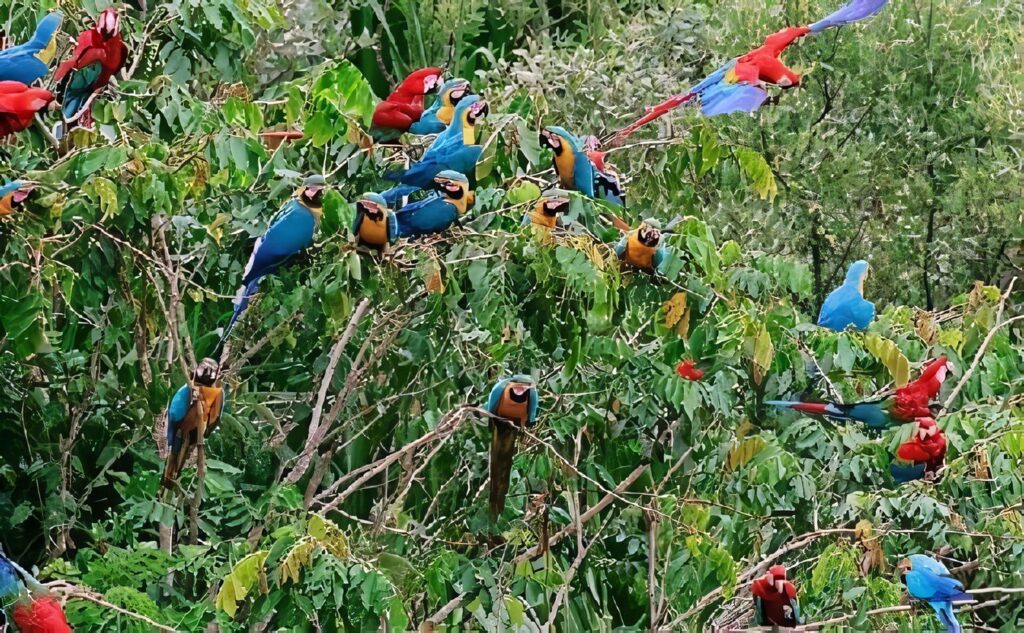 Ley Forestal Régimen Nacional