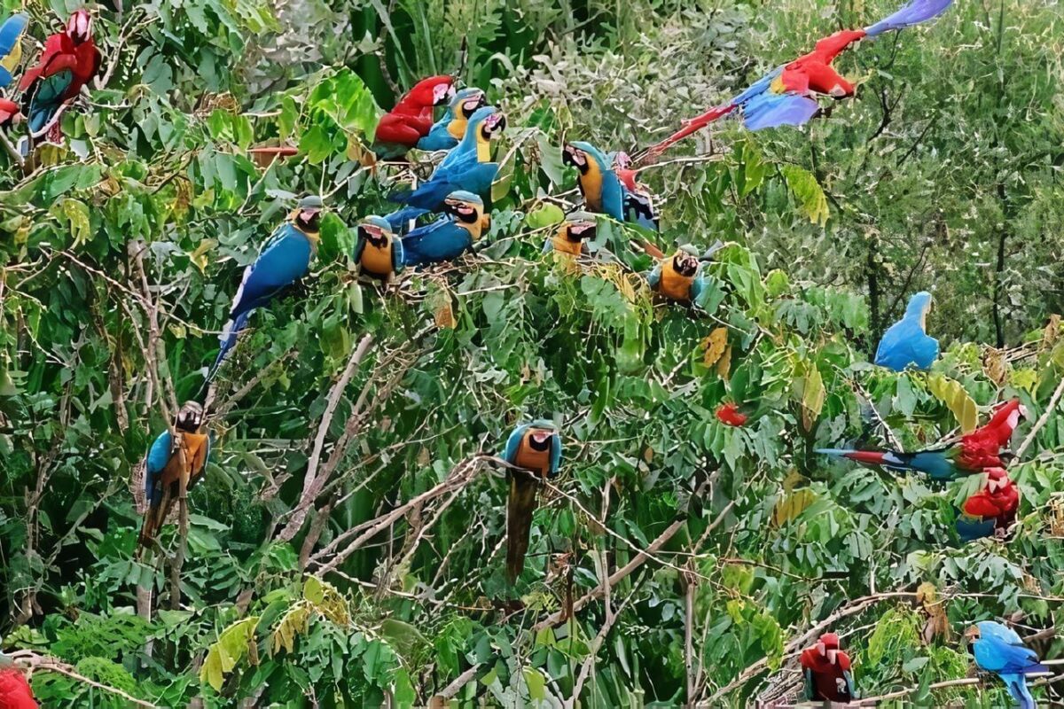 Ley Forestal Régimen Nacional