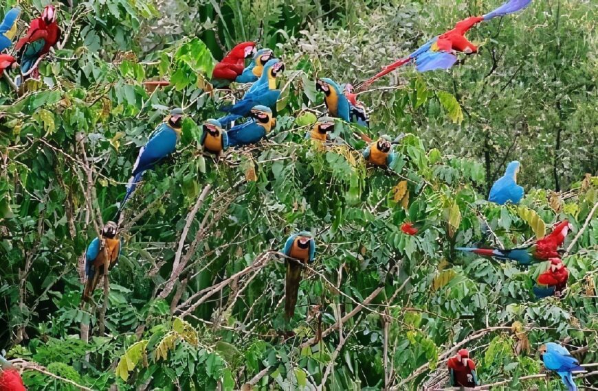 Ley Forestal Régimen Nacional