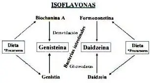 Isoflavonas