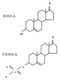 forma sulfatada DHEA