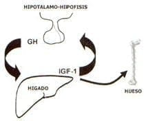 hipotalamo hipofisis, Senescencia