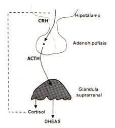 secreción regulador neurohormonal crh acth