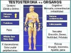 Testosterona  organos