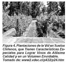 Plantaciones de la Vid en Suelos Chilenos