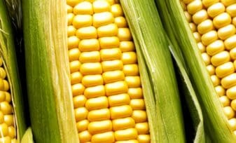Nuevo híbrido de maíz