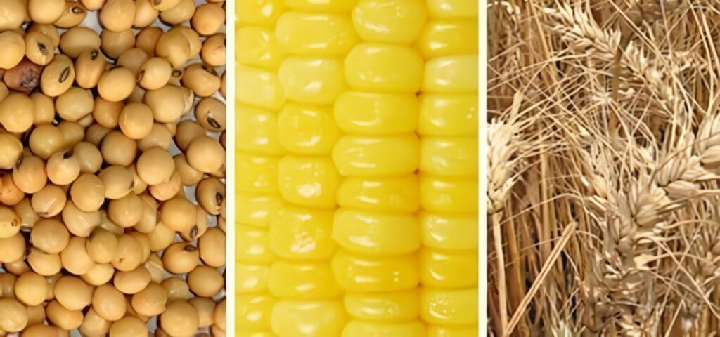 Productos de maíz - soya