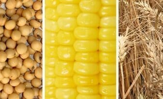 Productos de maíz - soya